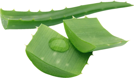 Aloe vera