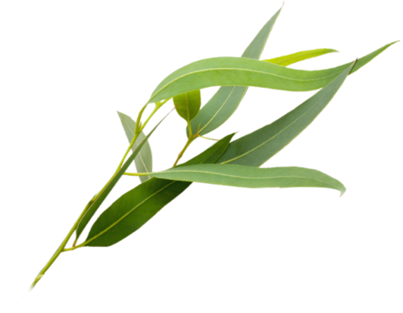 ▷▷▷ Arcilla verde: Propiedades y beneficios - Remedio natural