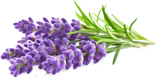 Ramillete de lavanda