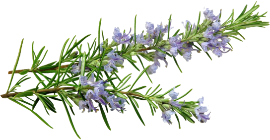 Rosemary - MON