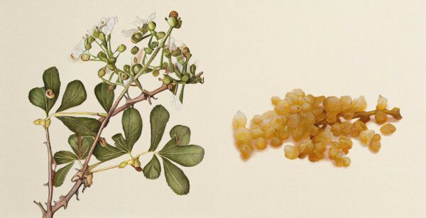 Los sorprendentes beneficios y propiedades de la mirra - MON